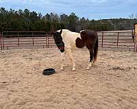 tobiano-paint-horse