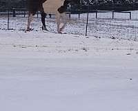 breeding-saddlebred-horse