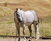 athletic-quarter-horse