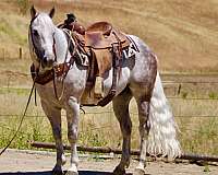 beginner-quarter-horse