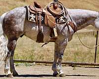 endurance-quarter-horse
