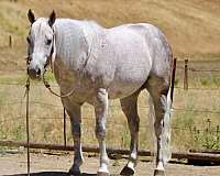 experienced-quarter-horse