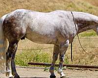 flashy-quarter-horse