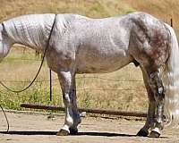 husband-safe-quarter-horse
