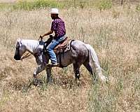 pack-quarter-horse