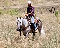 parade-quarter-horse