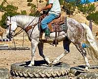 performance-quarter-horse
