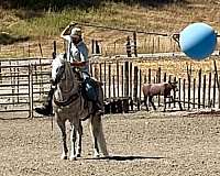 playday-quarter-horse