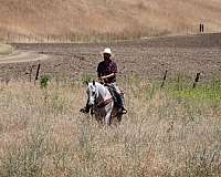 ranch-quarter-horse