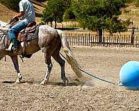 ranch-versatility-quarter-horse