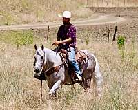 ranch-work-quarter-horse