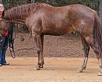 arena-iberian-horse
