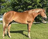snip-horse