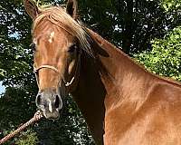 flaxen-manetail-horse