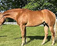 chestnut-star-horse