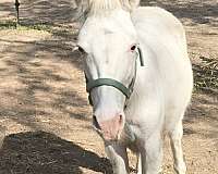 white-stallion-for-sale