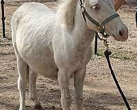 mini-mule-miniature-horse