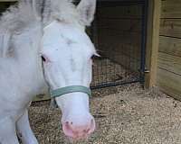 mule-miniature-horse