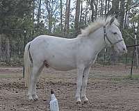 dwarf-stallion