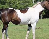 bay-overo-parade-pony