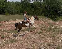 bay-overo-jumping-pony