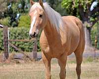 athletic-quarter-horse