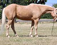 endurance-quarter-horse