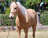 flashy-quarter-horse