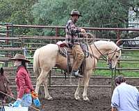 pack-quarter-horse