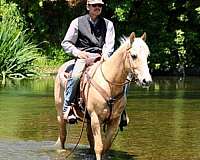 parade-quarter-horse