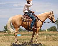 playday-quarter-horse