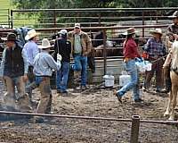ranch-quarter-horse