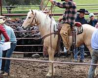 ranch-versatility-quarter-horse