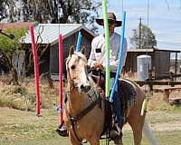 ranch-work-quarter-horse