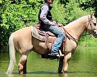 ridden-western-quarter-horse