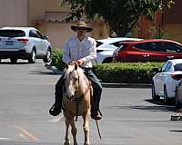 trail-quarter-horse
