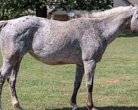 classical-poa-horse