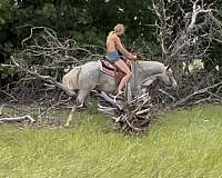 cutting-poa-horse