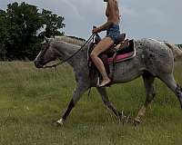 double-registered-poa-horse