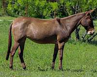 athletic-mule