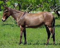 beginner-mule