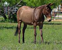 endurance-mule