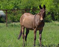experienced-mule