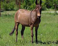 flashy-mule