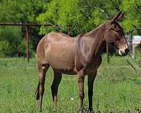 kid-safe-mule
