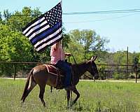 parade-mule