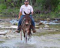 ranch-mule