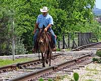 ranch-versatility-mule