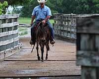 ranch-work-mule