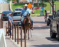 ridden-western-mule